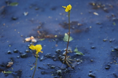 Utricularia inflata