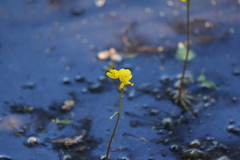Utricularia inflata