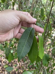 Chrysophyllum argenteum