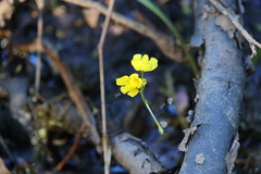 Utricularia inflata