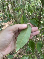 Chrysophyllum argenteum