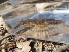 Procambarus versutus