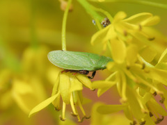 Tettigometra