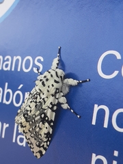 Lichnoptera