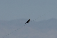 Mimus polyglottos