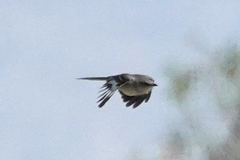 Mimus polyglottos