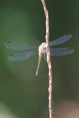 Cannaphila