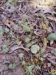 Ceratocephala testiculata