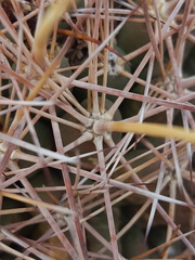 Coryphantha robustispina uncinata