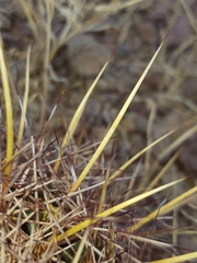 Coryphantha robustispina uncinata