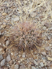 Coryphantha robustispina uncinata