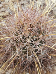 Coryphantha robustispina uncinata
