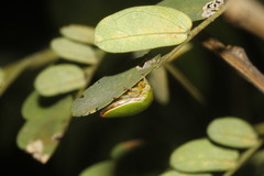Stictopelta marmorata