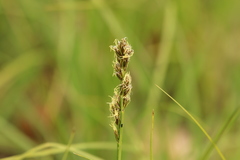 Carex muricata