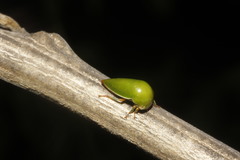Stictopelta marmorata