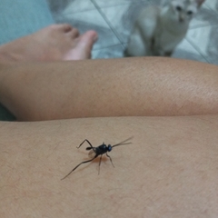 Evania appendigaster