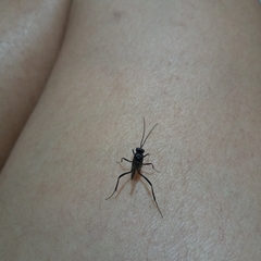 Evania appendigaster