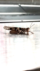 Trimerotropis pallidipennis