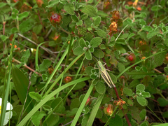 Chorthippus apicalis