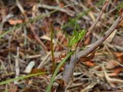 Odontura glabricauda