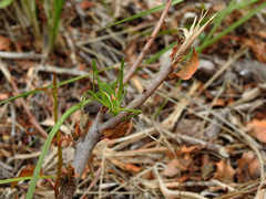 Odontura glabricauda