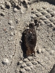 Haploblepharus pictus