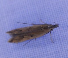 Dichomeris acuminatus