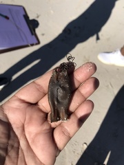 Haploblepharus pictus