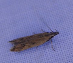 Dichomeris acuminatus