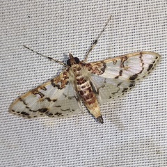 Azochis rufidiscalis