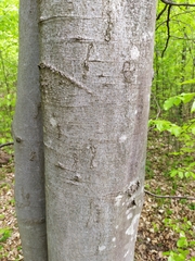 Zimmermannia liebwerdella