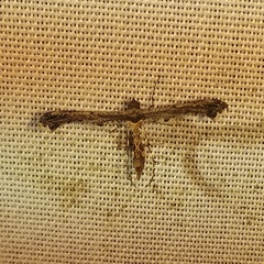 Michaelophorus indentatus