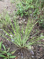 Dichanthelium linearifolium