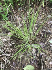 Dichanthelium linearifolium