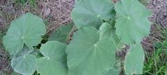 Abutilon hulseanum