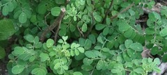 Dalea scandens, photograph (c) johnyochum, some rights reserved (CC BY)