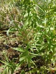 Pluchea salicifolia