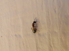 Camponotus essigi