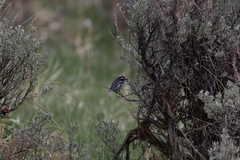 Setophaga nigrescens