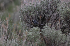 Setophaga nigrescens