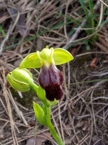 Image of Ophrys iricolor by (c) Karim Haddad, some rights reserved (CC BY)
