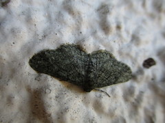 Menophra serrataria