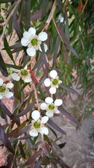 Leptospermum morrisonii