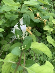 Lonicera japonica