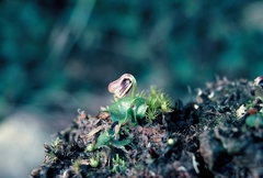 Corybas carsei