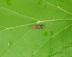 Strobisia proserpinella