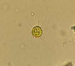 Golenkinia