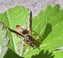Polistes fuscatus