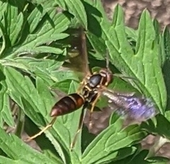 Polistes fuscatus