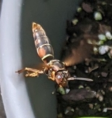 Polistes fuscatus